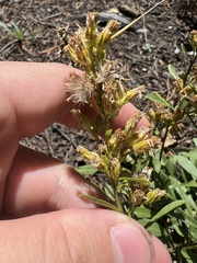Solidago pallida