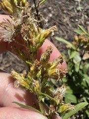 Solidago pallida