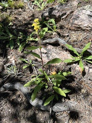 Solidago pallida