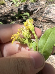 Solidago pallida