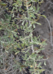 Nitraria schoberi