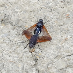 Satyramoeba hetrusca