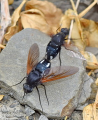 Satyramoeba hetrusca