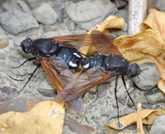 Satyramoeba hetrusca