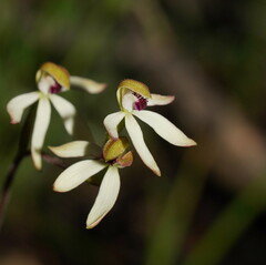 Caladenia cucullata