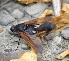 Satyramoeba hetrusca