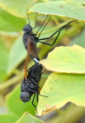 Satyramoeba hetrusca