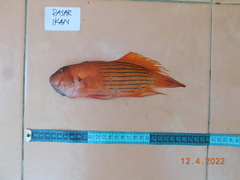 Labracinus cyclophthalmus