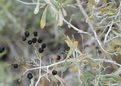 Nitraria schoberi