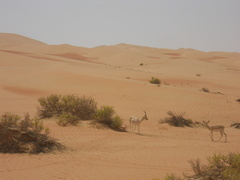 Gazella marica