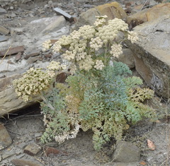Seseli gummiferum