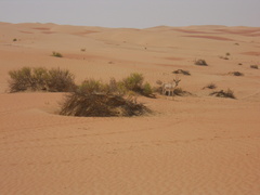 Gazella marica