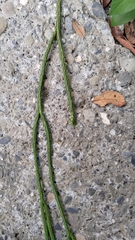 Phlegmariurus carinatus