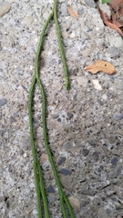Phlegmariurus carinatus