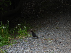 Turdus merula merula