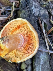 Lactarius aestivus