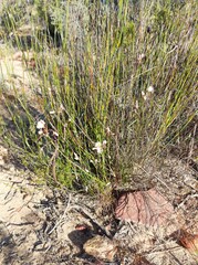 Heliophila carnosa