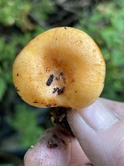 Lactarius aestivus