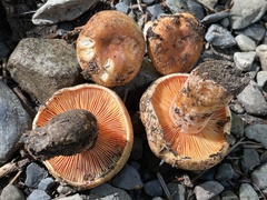 Lactarius aestivus