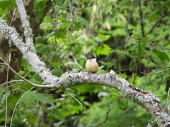 Todiramphus sanctus vagans