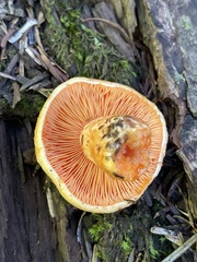 Lactarius aestivus