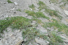Capparis spinosa herbacea