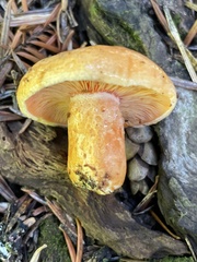 Lactarius aestivus