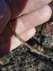 Heliophila carnosa