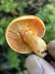 Lactarius aestivus