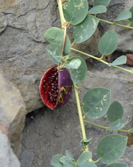 Capparis spinosa herbacea