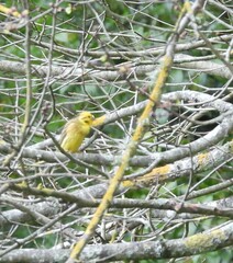 Emberiza citrinella caliginosa