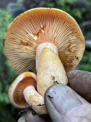 Lactarius aestivus