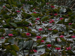 Nymphaea rubra