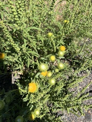 Grindelia inornata