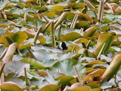 Fulica atra australis