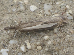 Crambus rickseckerellus