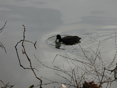 Fulica atra australis