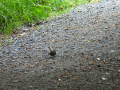 Rhipidura fuliginosa placabilis