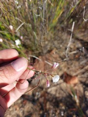 Heliophila carnosa