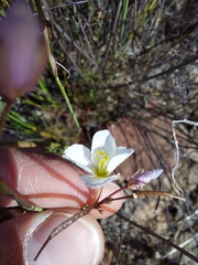 Heliophila carnosa