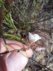 Heliophila carnosa