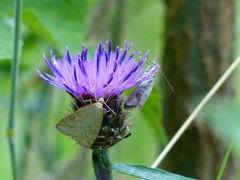Udea lutealis