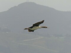 Leucocarbo chalconotus