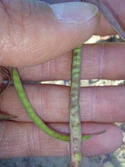 Heliophila carnosa