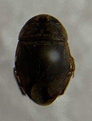 Naucoridae