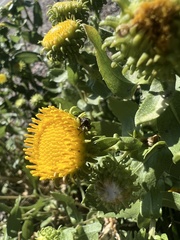 Grindelia inornata