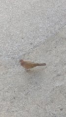 Streptopelia senegalensis