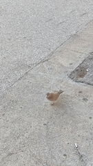 Streptopelia senegalensis