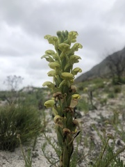 Disa sabulosa