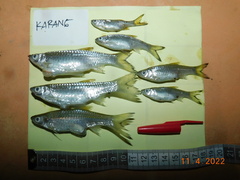 Rasbora